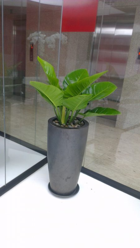 Cây Cảnh Nhà Xanh