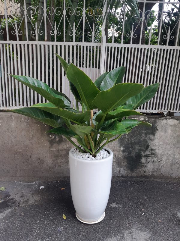 Cây Cảnh Nhà Xanh