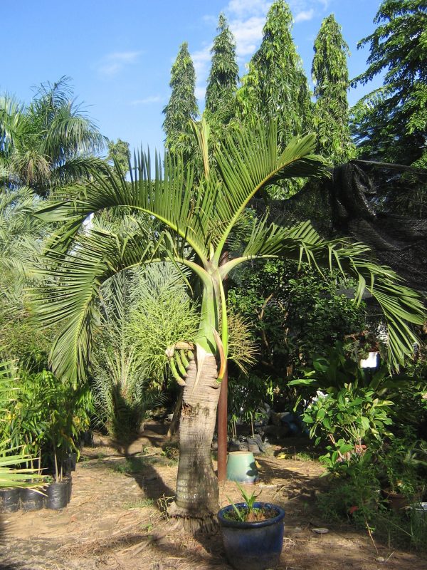 Cây Cảnh Nhà Xanh