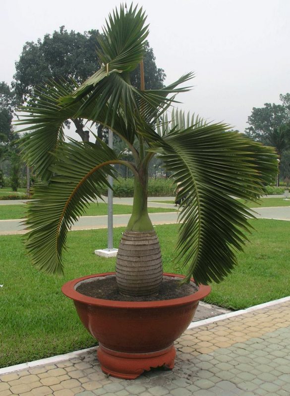 Cây Cảnh Nhà Xanh