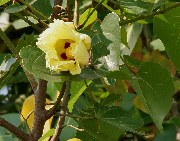 Cây Cảnh Nhà Xanh