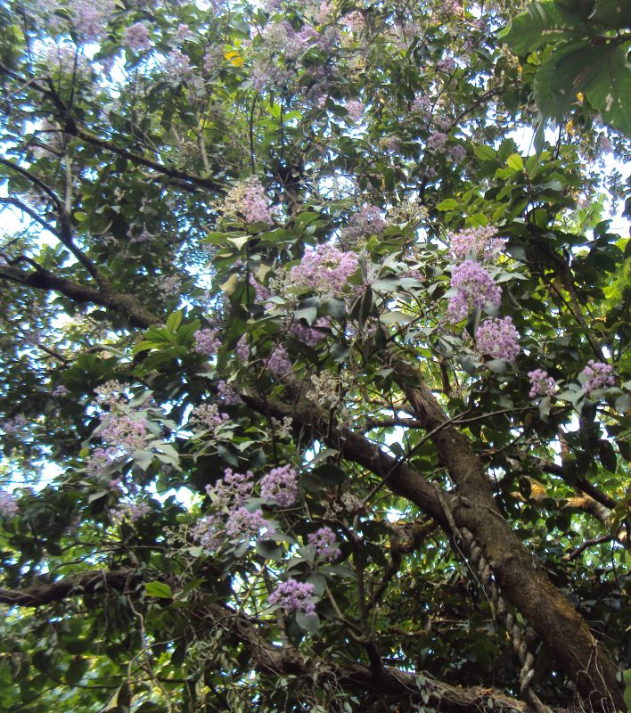 Cây Cảnh Nhà Xanh