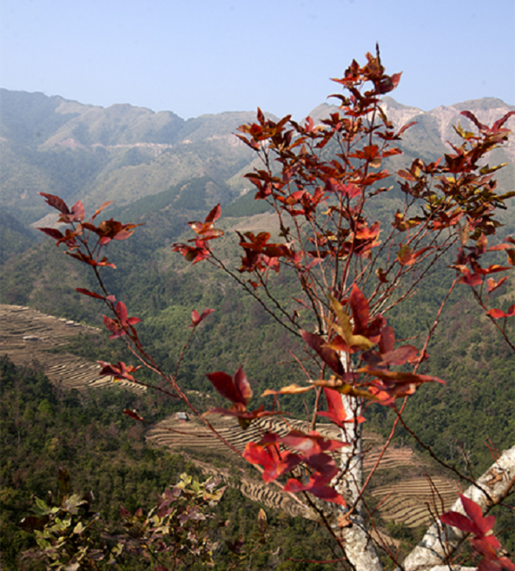 Cây Cảnh Nhà Xanh