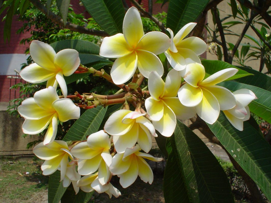 Cây Cảnh Nhà Xanh
