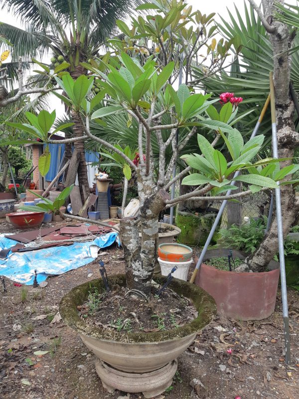Cây Cảnh Nhà Xanh