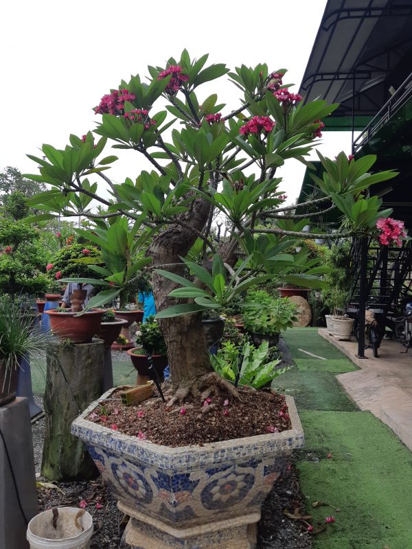 Cây Cảnh Nhà Xanh