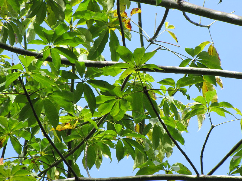 Cây Cảnh Nhà Xanh