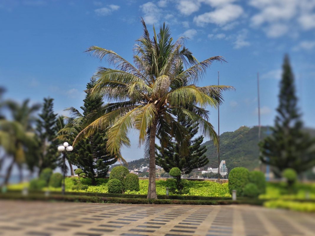 Cây Cảnh Nhà Xanh