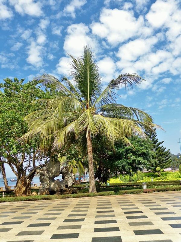 Cây Cảnh Nhà Xanh