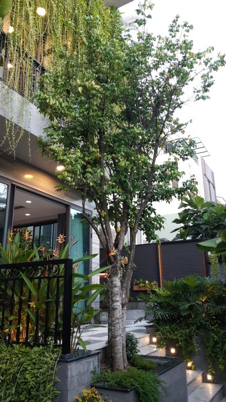 Cây Cảnh Nhà Xanh