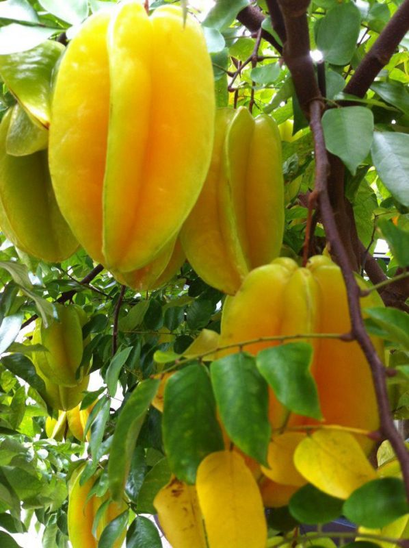 Cây Cảnh Nhà Xanh