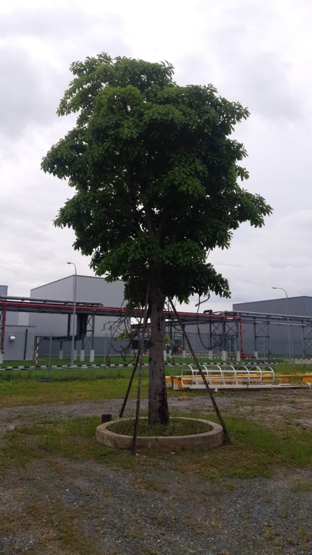 Cây Cảnh Nhà Xanh
