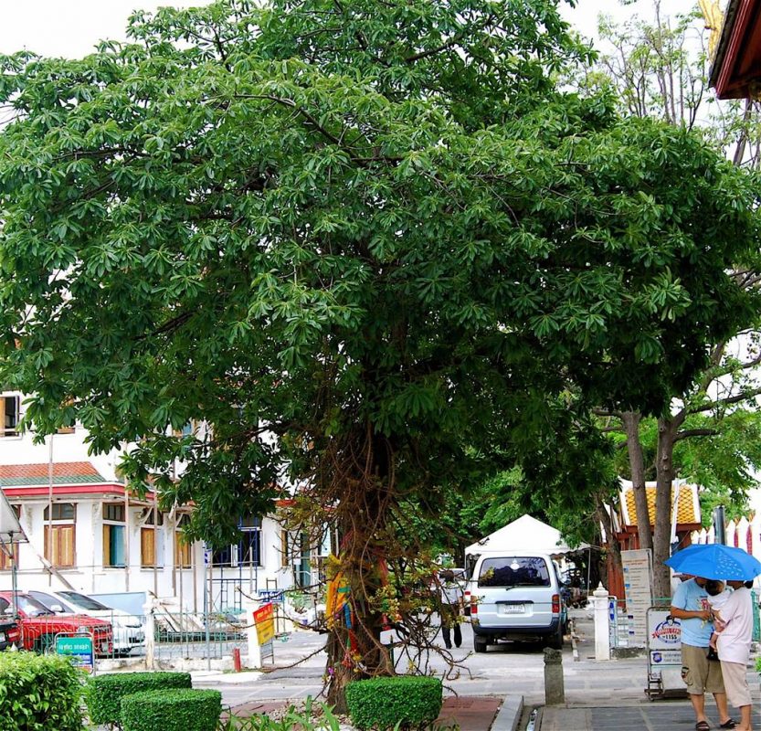 Cây Cảnh Nhà Xanh