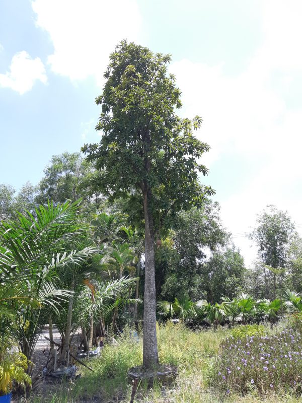 Cây Cảnh Nhà Xanh