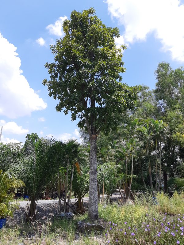 Cây Cảnh Nhà Xanh