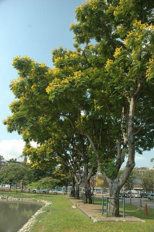 Cây Cảnh Nhà Xanh