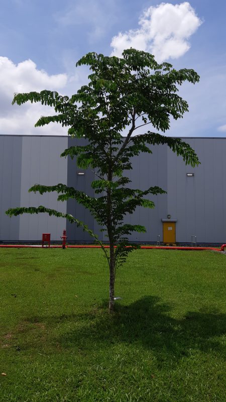 Cây Cảnh Nhà Xanh