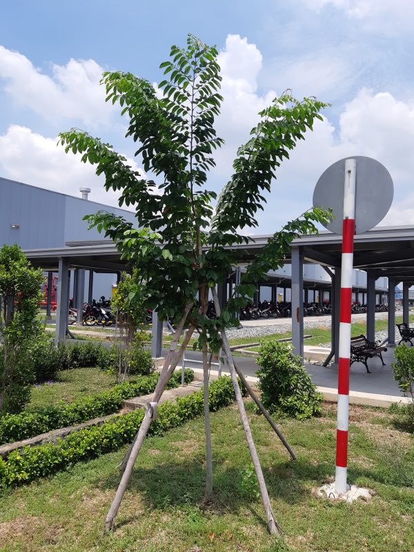 Cây Cảnh Nhà Xanh