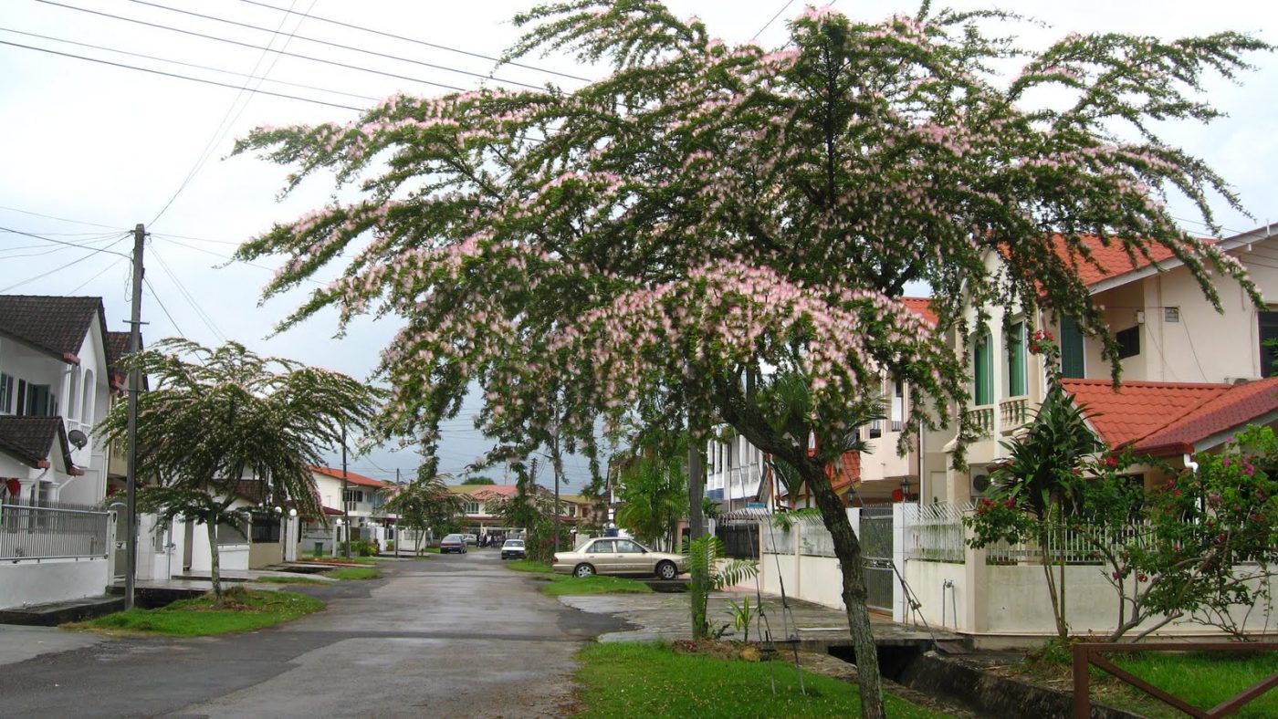 Cây Cảnh Nhà Xanh
