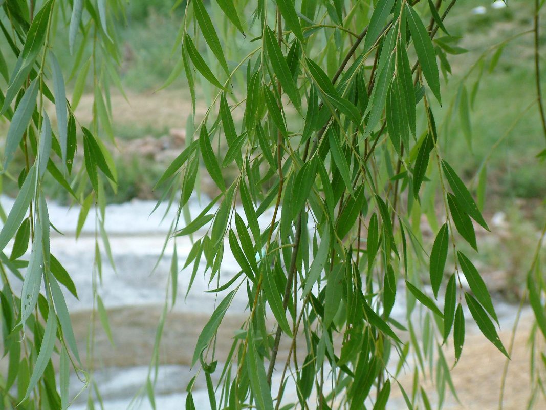 Cây Cảnh Nhà Xanh