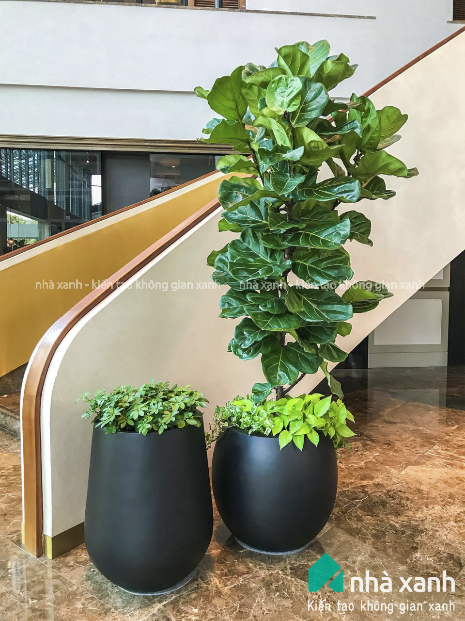 Cây Bàng Singapore