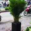 Cây Câu Vàng