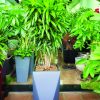 Cây Trúc Bách Hợp