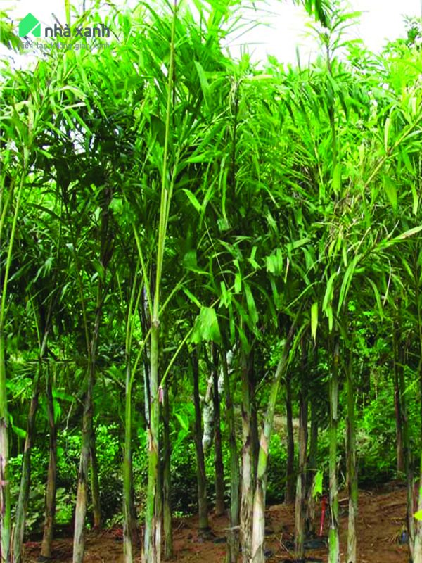 Cây Cảnh Nhà Xanh