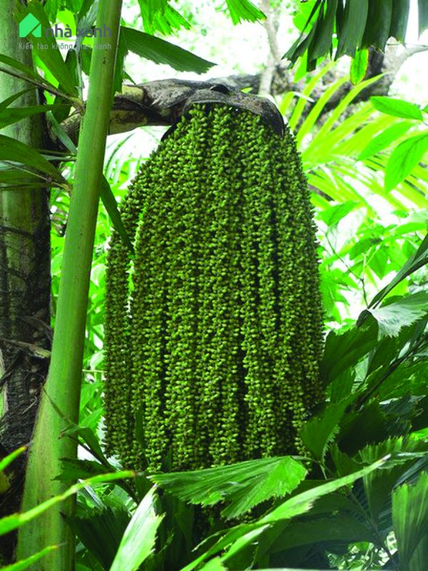 Cây Cảnh Nhà Xanh