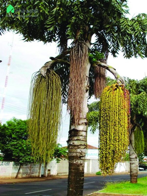 Cây Cảnh Nhà Xanh