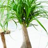 cây lan bình rượu