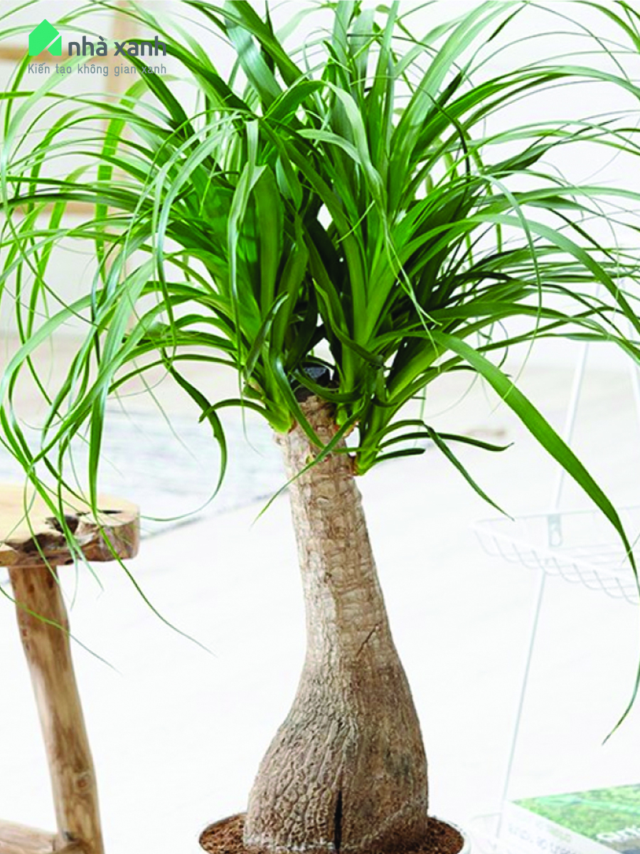 cây lan bình rượu