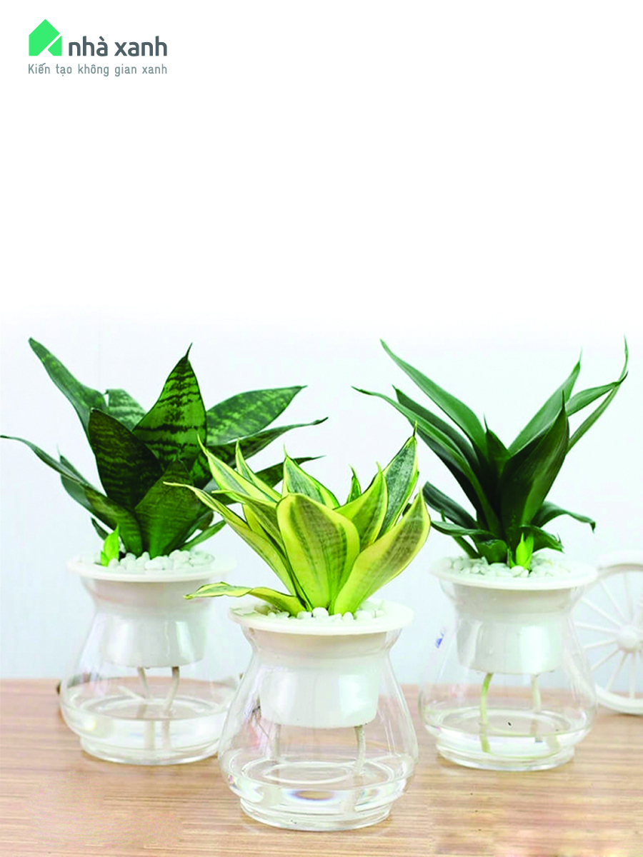 Cây lưỡi hổ