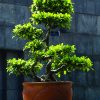 Ficus benjamina L cây si