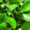 Ficus benjamina L cây si