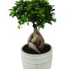 Ficus benjamina L cây si