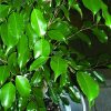 Ficus benjamina L cây si