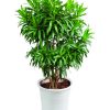 Cây Trúc Bách Hợp