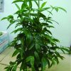 Cây trúc nhật
