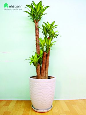 Cây phát tài gốc