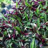 cây chuối hoàng yến