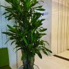 Cây phát tài gốc