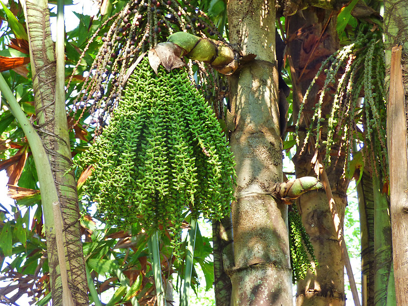 cay dung dinh