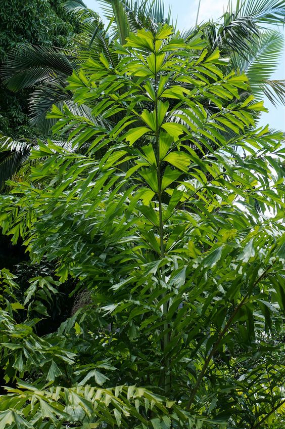 Cây Đủng Đỉnh - Ảnh 4