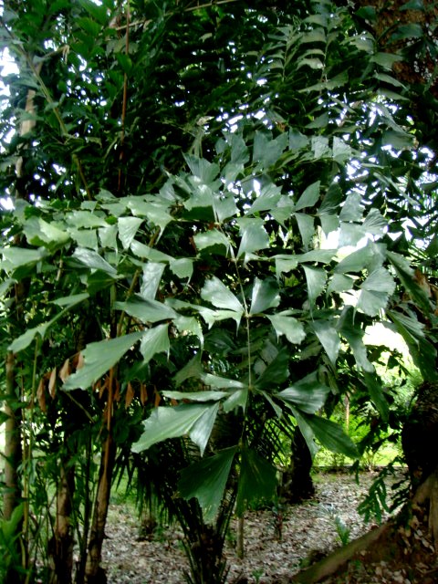 cay dung dinh