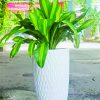 Cây phát tài sọc