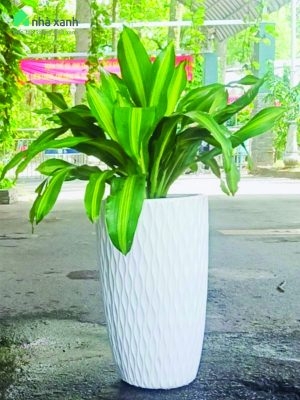 Cây phát tài sọc