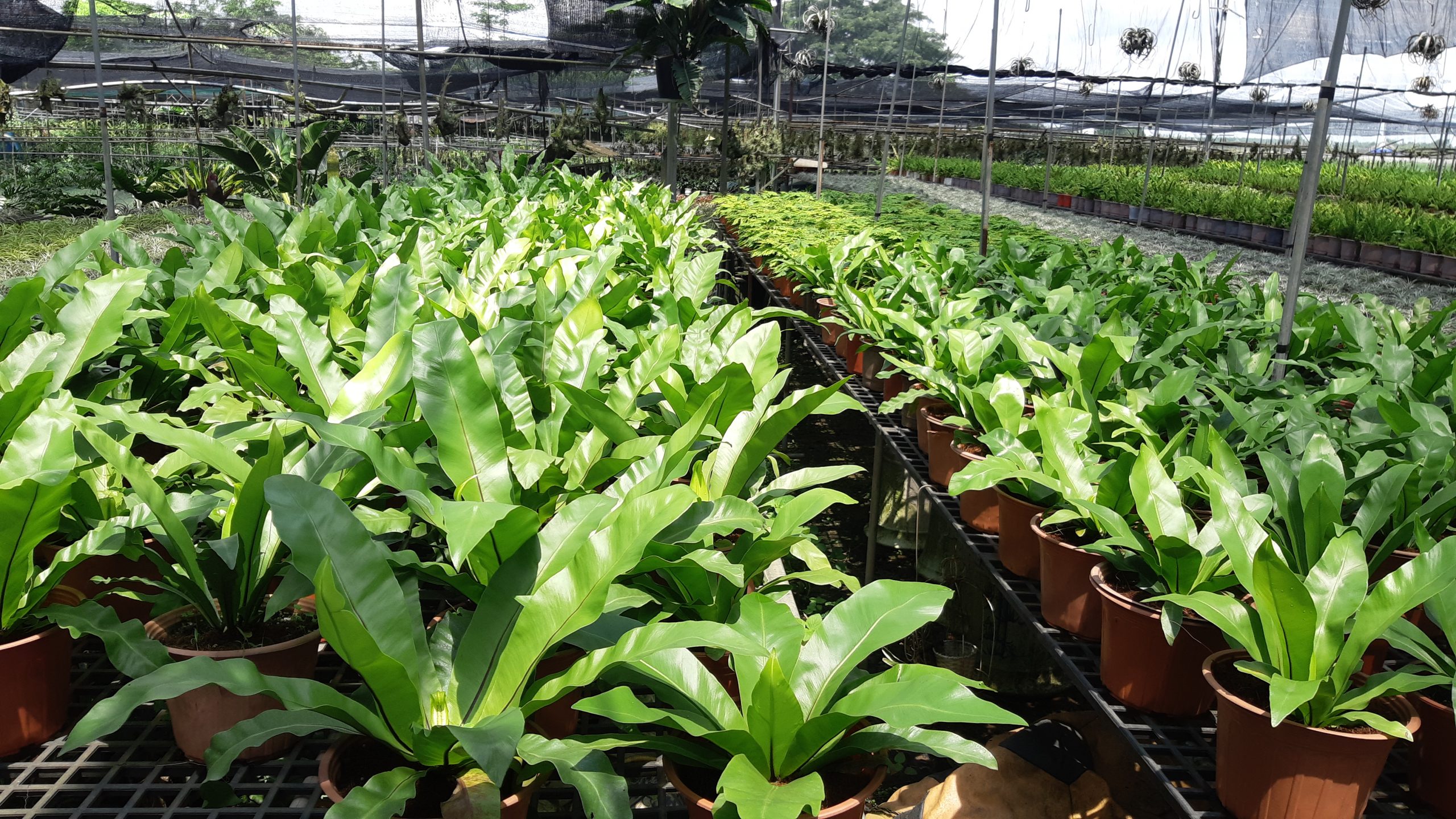 Cây ráng ổ phụng - Ảnh 3