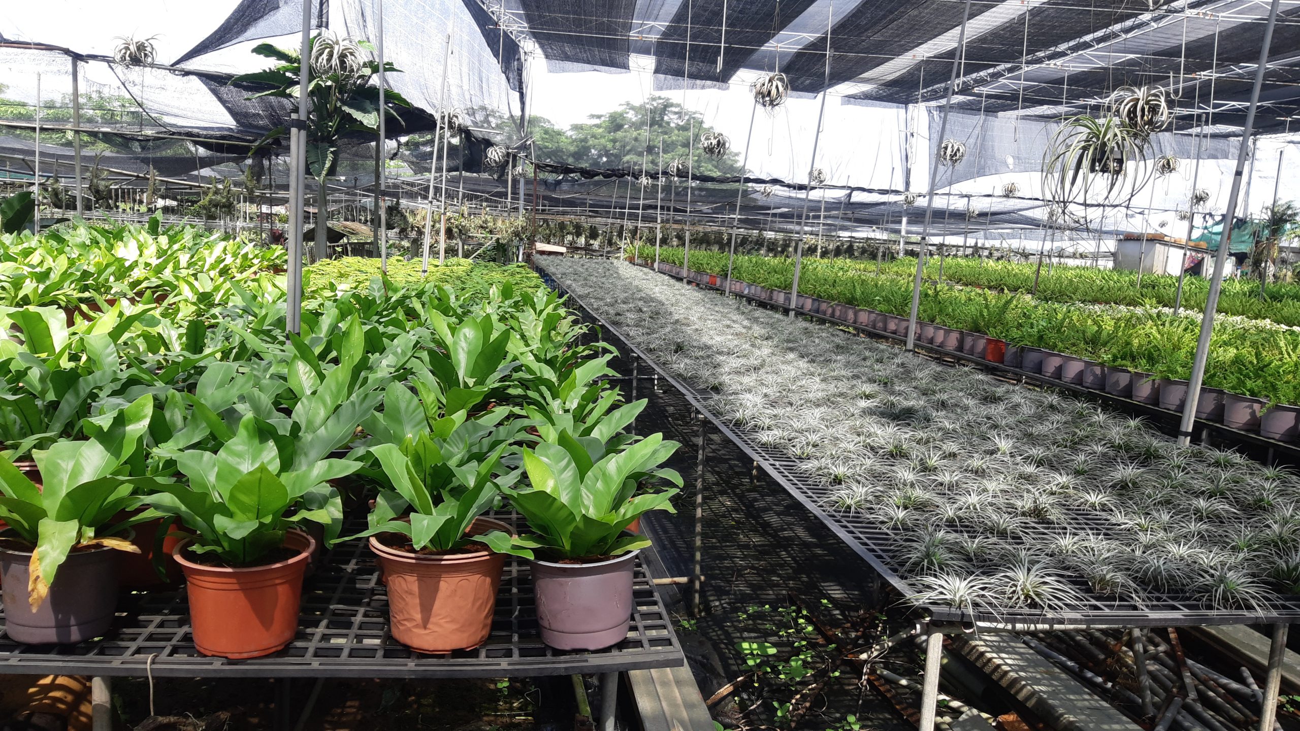 Cây ráng ổ phụng - Ảnh 2