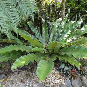 rang o phung